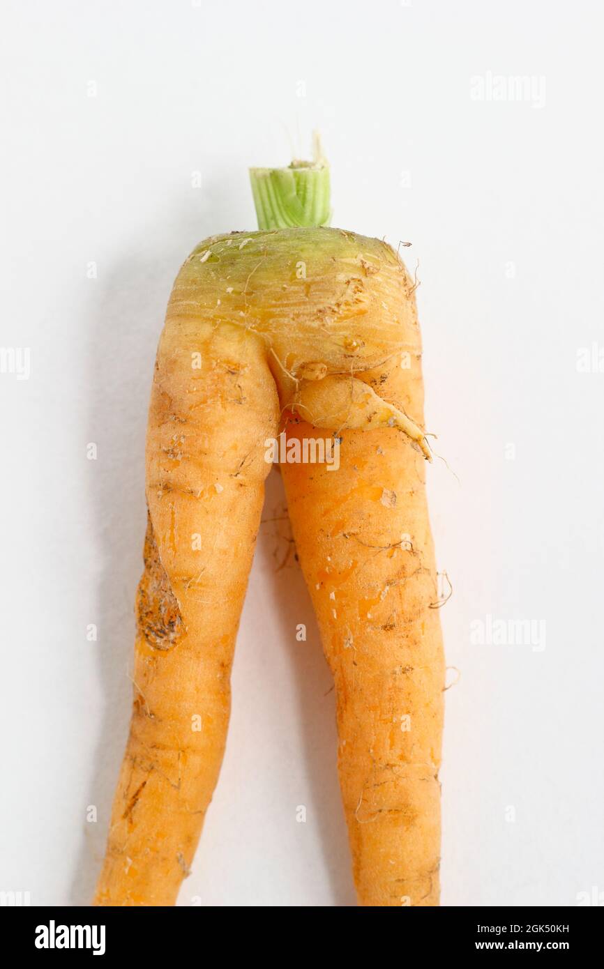 Forked homegrown carrot isolated on white background. Rude carrot,. Erectile dysfunction concept. Stock Photo