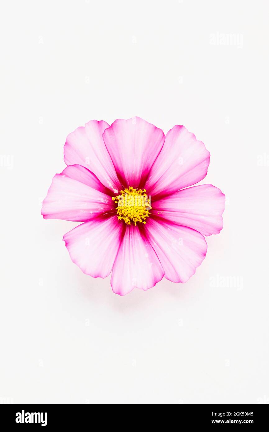 Cosmos bipinnatus 'Candy Stripe' flower isolated on a white background. UK Stock Photo
