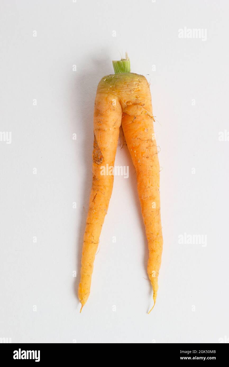 Forked homegrown carrot isolated on white background. Rude carrot