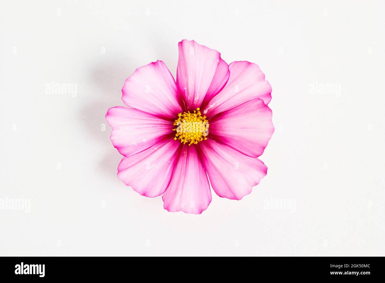 Cosmos bipinnatus 'Candy Stripe' flower isolated on a white background. UK Stock Photo