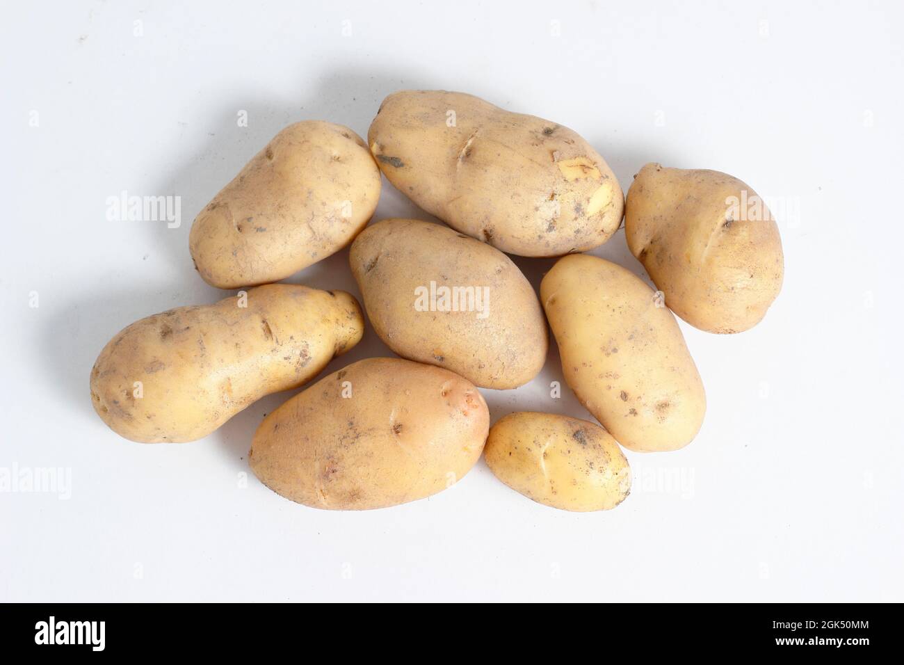 Solanum tuberosum 'Nicola' potatoes isolated on a white background. UK Stock Photo
