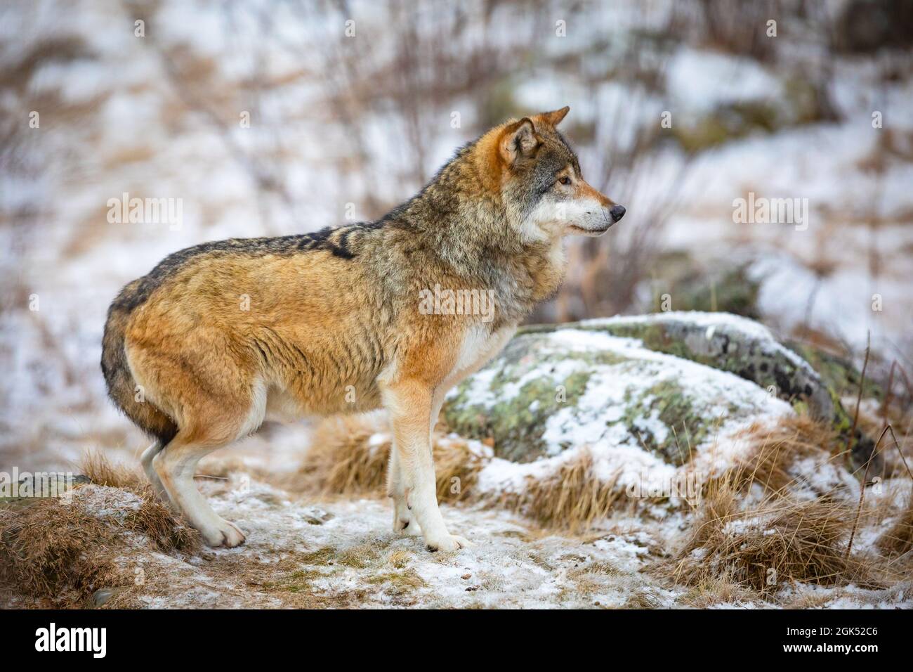 Focused wolf in the forest in early winter Stock Photo - Alamy