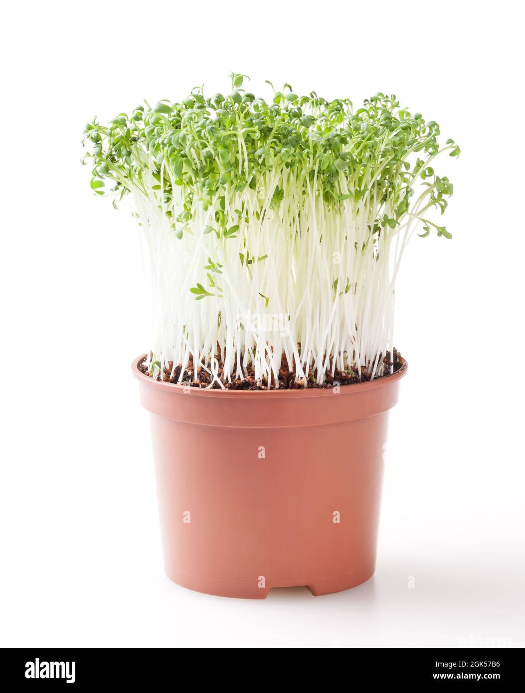 Micro greens garden cress sprouts isolated on white background Stock Photo