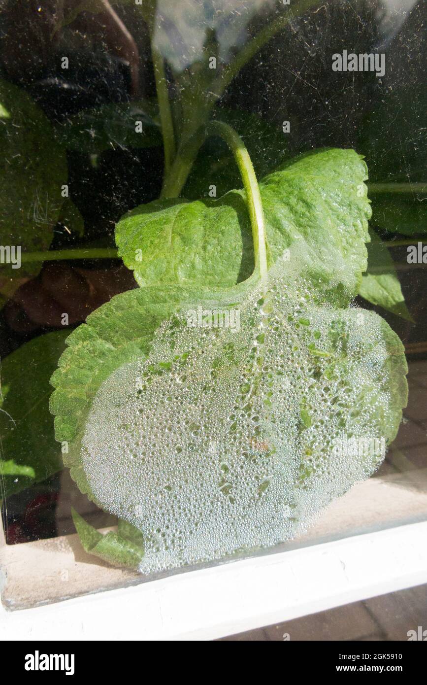 Transpiration the leaf of a house plant close to a cool window shows