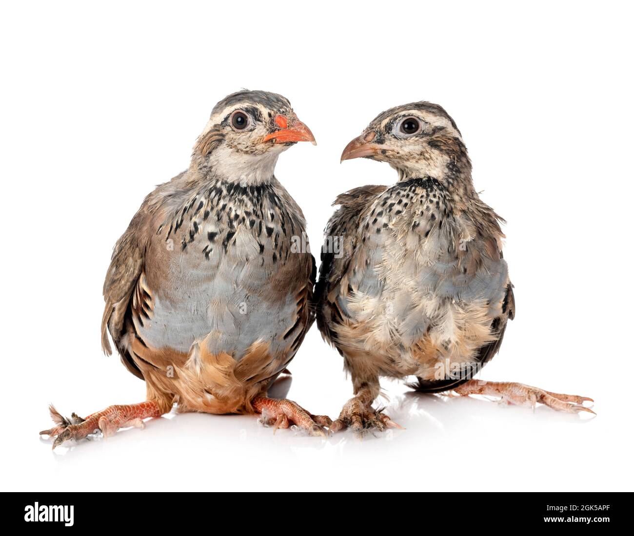 Red-legged partridges in front of white background Stock Photo