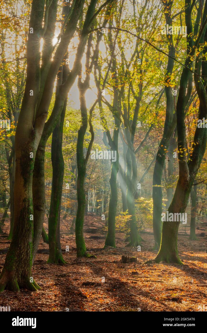 Scenic shot of a magical, misty forest with tall and thin trees Stock ...