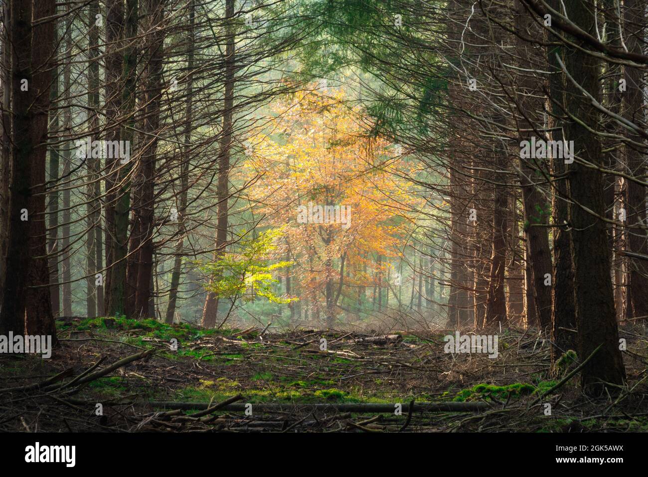 Scenic shot of a magical, misty forest with tall and thin trees Stock ...