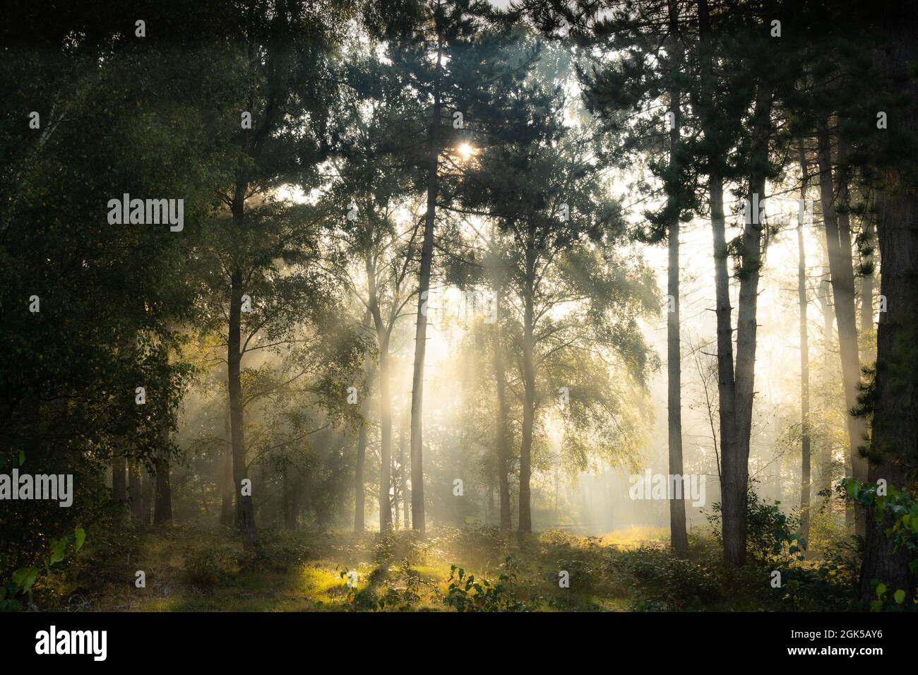 Scenic shot of a magical, misty forest with green tall and thin trees ...