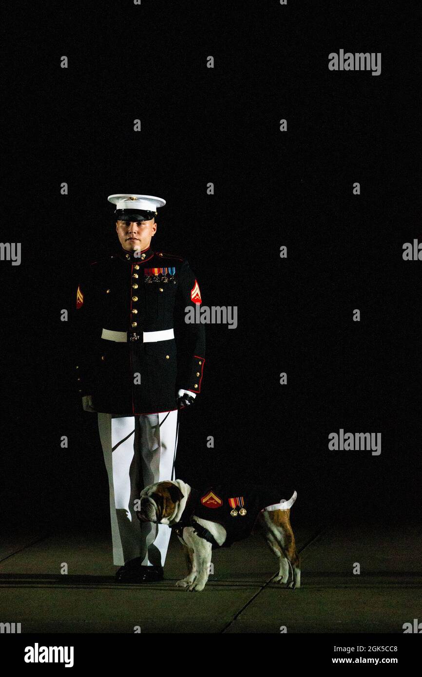 Corporal Elijah Chandler, mascot handler, stands at the position of attention with LCpl. Chesty XV, official mascot, during a Friday Evening Parade at Marine Barracks Washington, Aug. 6, 2021. The guests of honor for the evening were Chief Warrant Officer 4 Hershel W. “Woody” Williams, World War II Medal of Honor Recipient, Col. Harvey C. “Barney” Barnum, Vietnam War Medal of Honor Recipient, and Cpl. William K. “Kyle” Carpenter, Global War on Terrorism (Afghanistan) Medal of Honor Recipient, and the hosting officials were the 38th Commandant of the Marine Corps, Gen. David H. Berger, and the Stock Photo
