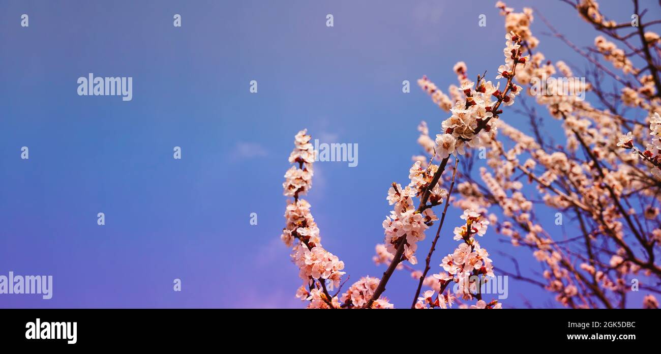 Panoramic shot of flowering cherry branches on a blue clear sky background with copy space: spring time concept. Stock Photo