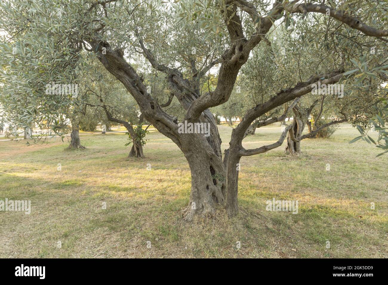 Old olive tree Stock Photo