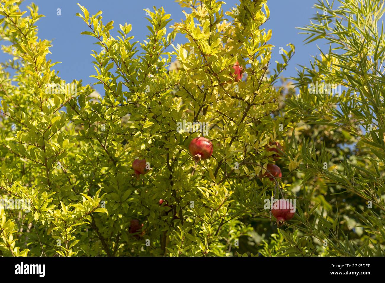 The pomegranate fruit tree Stock Photo