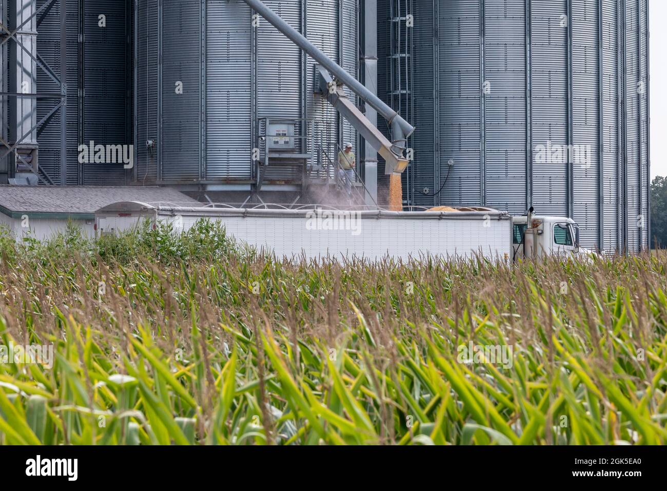 Martin, Michigan - A trucker loads corn from a grain storage silo in western Michigan. Stock Photo