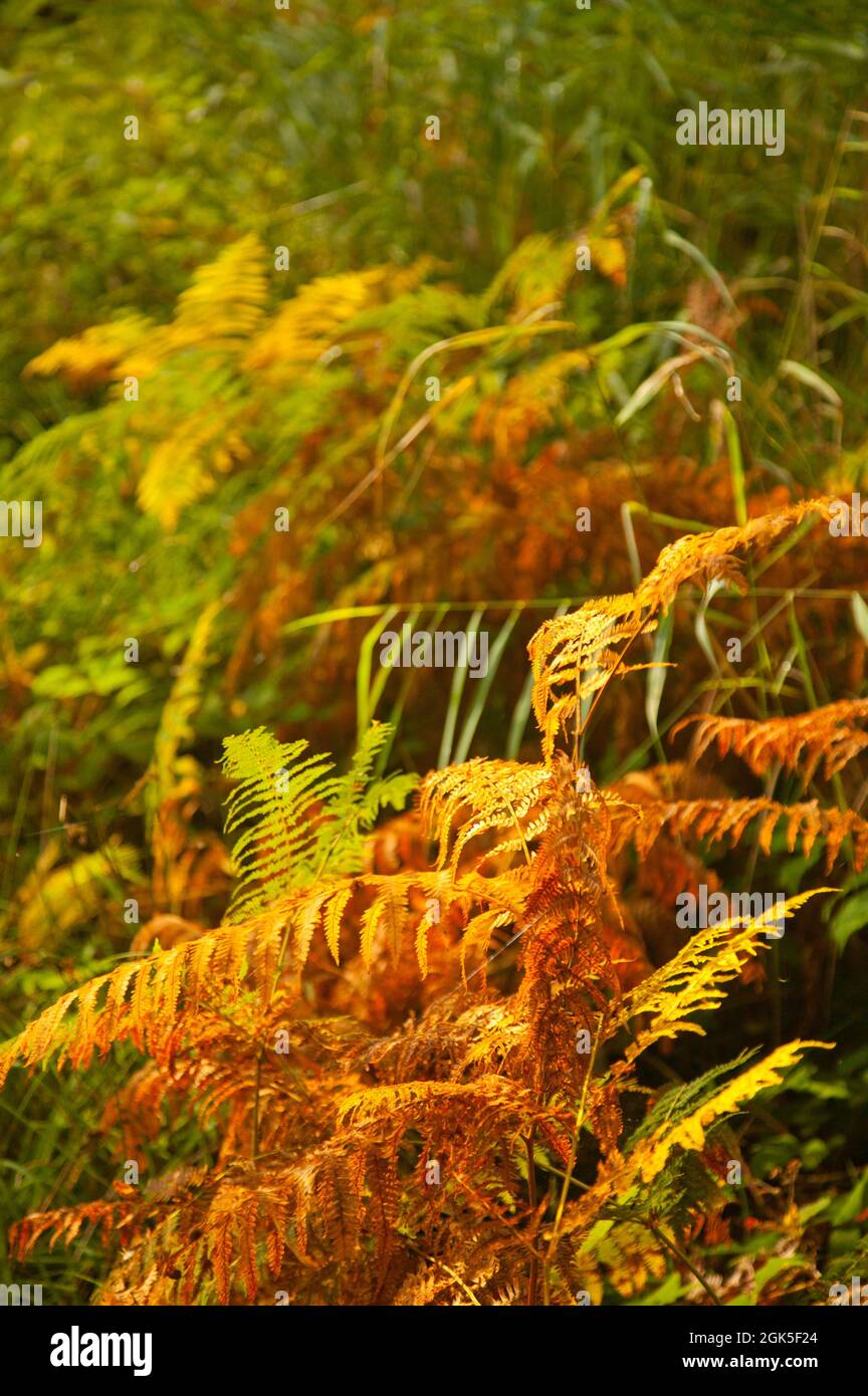 colourful brown, green and golden bracken leaves in the autumn Stock Photo