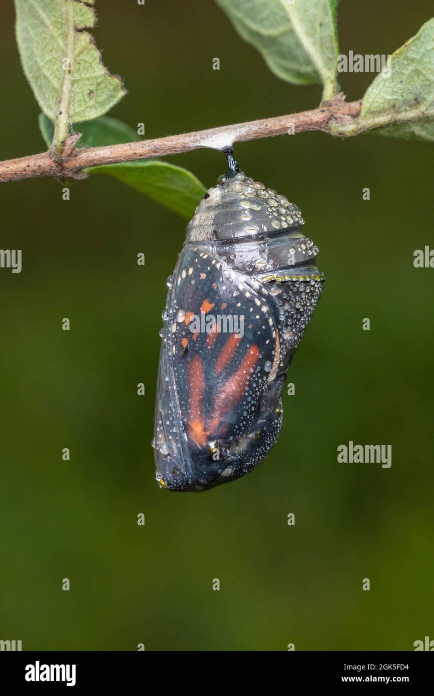 A Monarch (Danaus plexippus) chrysalis moments before the emergence of the adult butterfly. Stock Photo