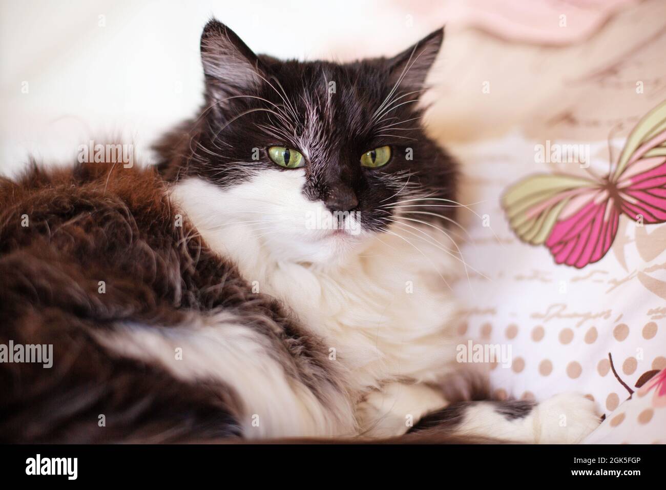 Black and white cat lying on the bed Stock Photo