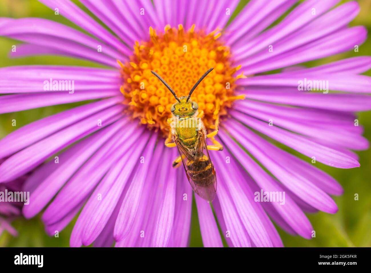 Bicolored Striped Sweat Bee (Agapostemon virescens) - Male Stock Photo
