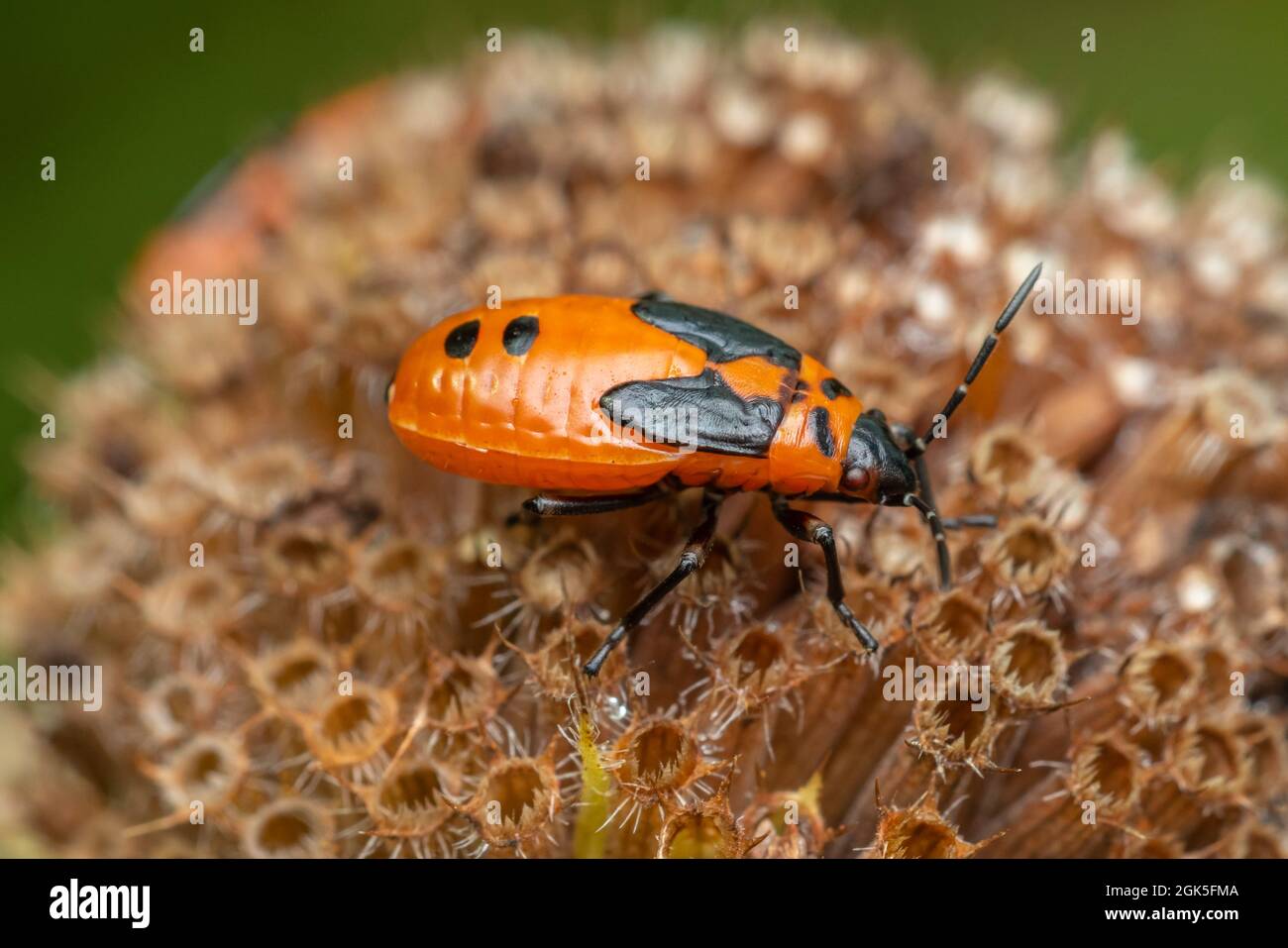 False Milkweed Bug (Lygaeus turcicus) - Nymph Stock Photo