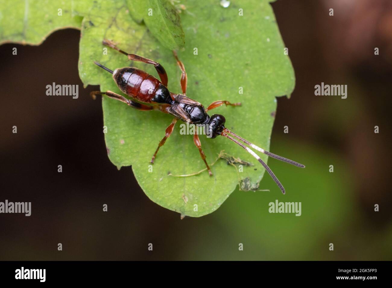 Ichneumonid Wasp (Pleolophus indistinctus) - Female Stock Photo