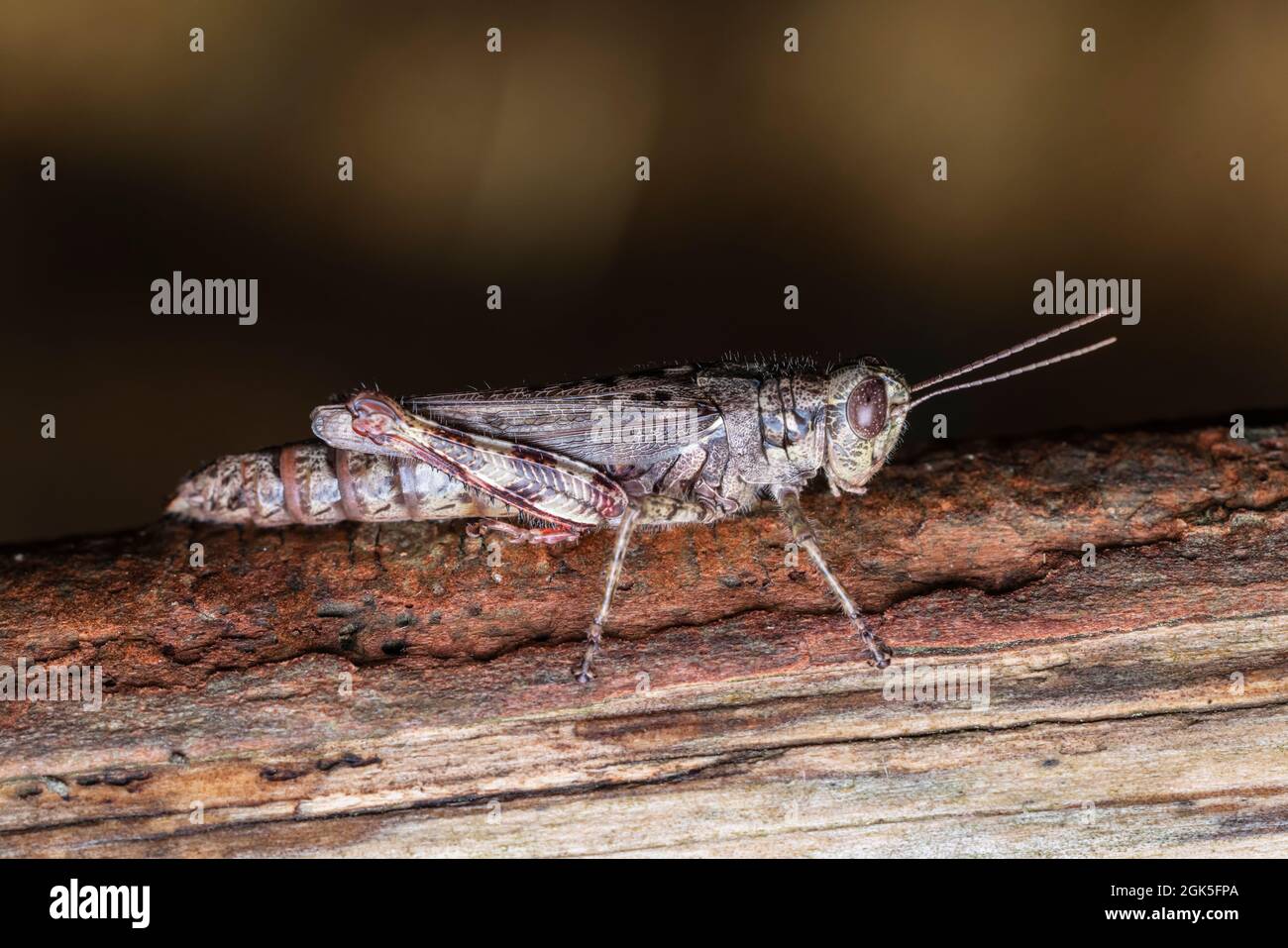 Pine-tree Spur-throat Grasshopper (Melanoplus punctulatus) - Female Stock Photo