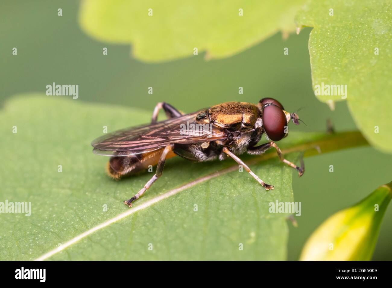 Hover Fly (Xylota quadrimaculata) - Male Stock Photo