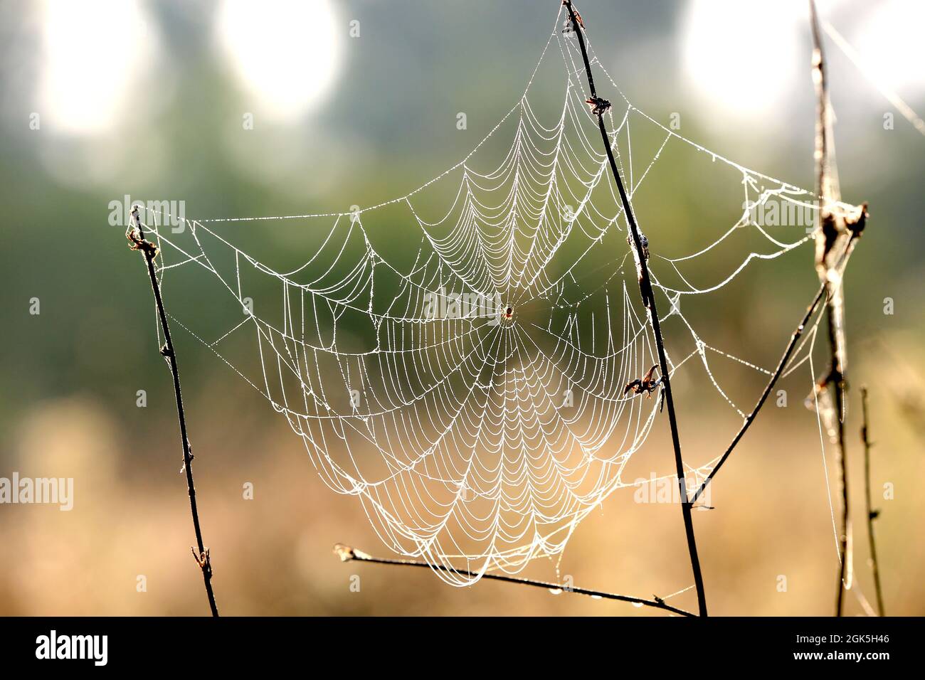 Nice spider web in morning steppe Stock Photo
