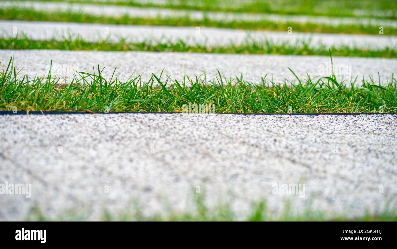 Grass between sidewalk tiles, overgrown with grass urban environment