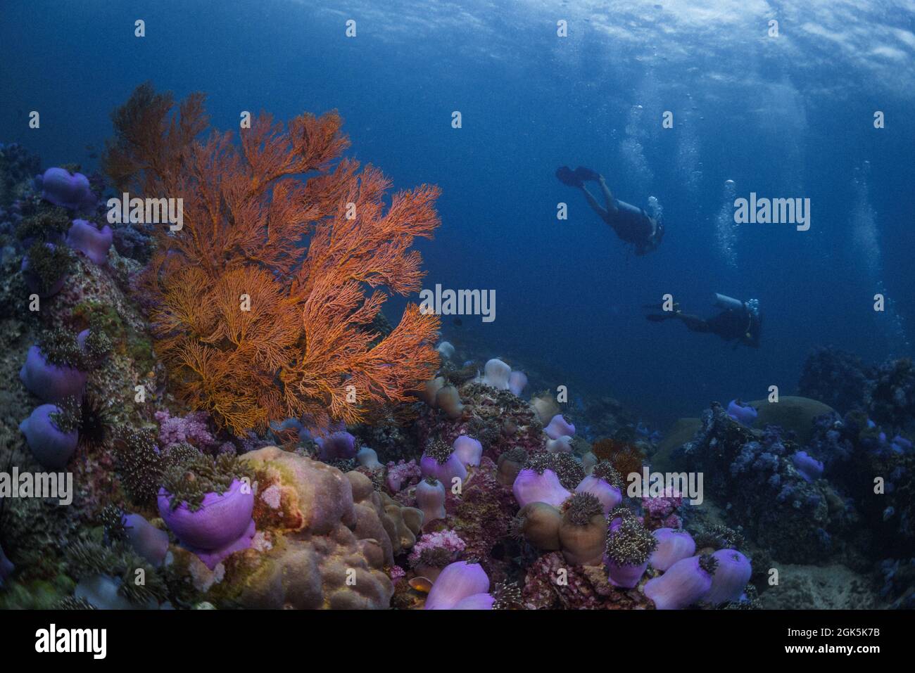 Colorfull Reef in Crystal Water Stock Photo Alamy