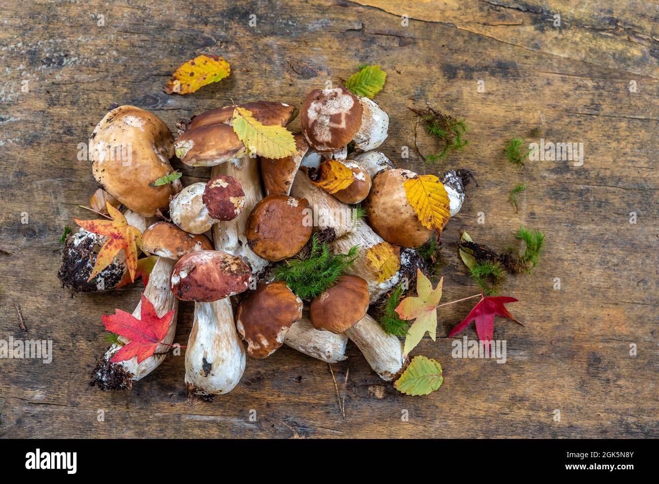 Panier de champignons avec différents types de champignons Photo Stock -  Alamy