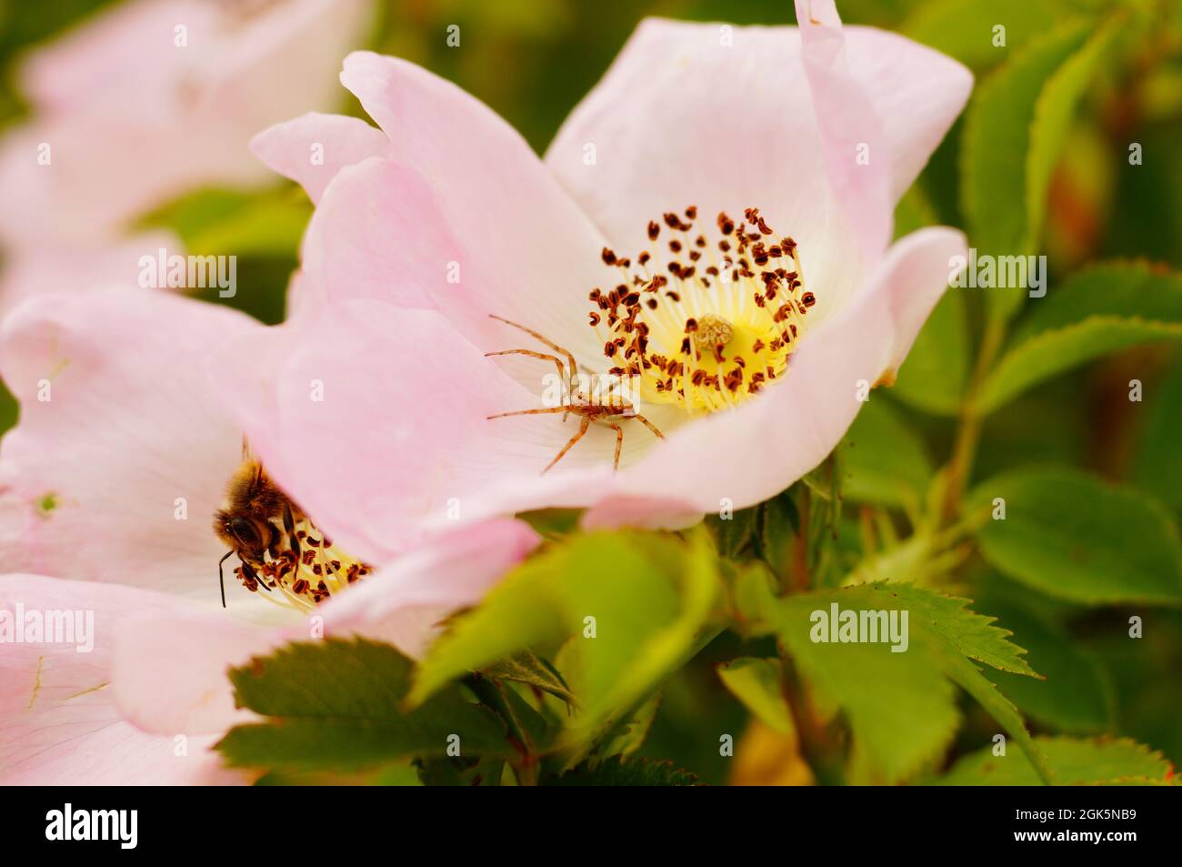 The Bee Has Chosen The Right Flower She Might Not Have Survived The Other One The Spider Is Alert Stock Photo Alamy The Bee Has Chosen The Right Flower She Might Not Have Survived The Other One The Spider Is Alert Stock Photo Alamy