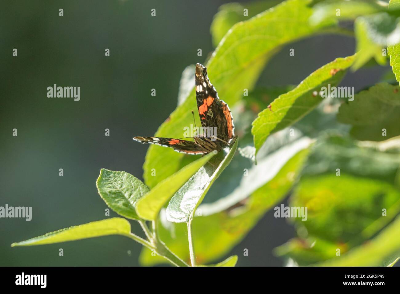 A red admiral butterfly feeding on fresh green leaves. Stock Photo