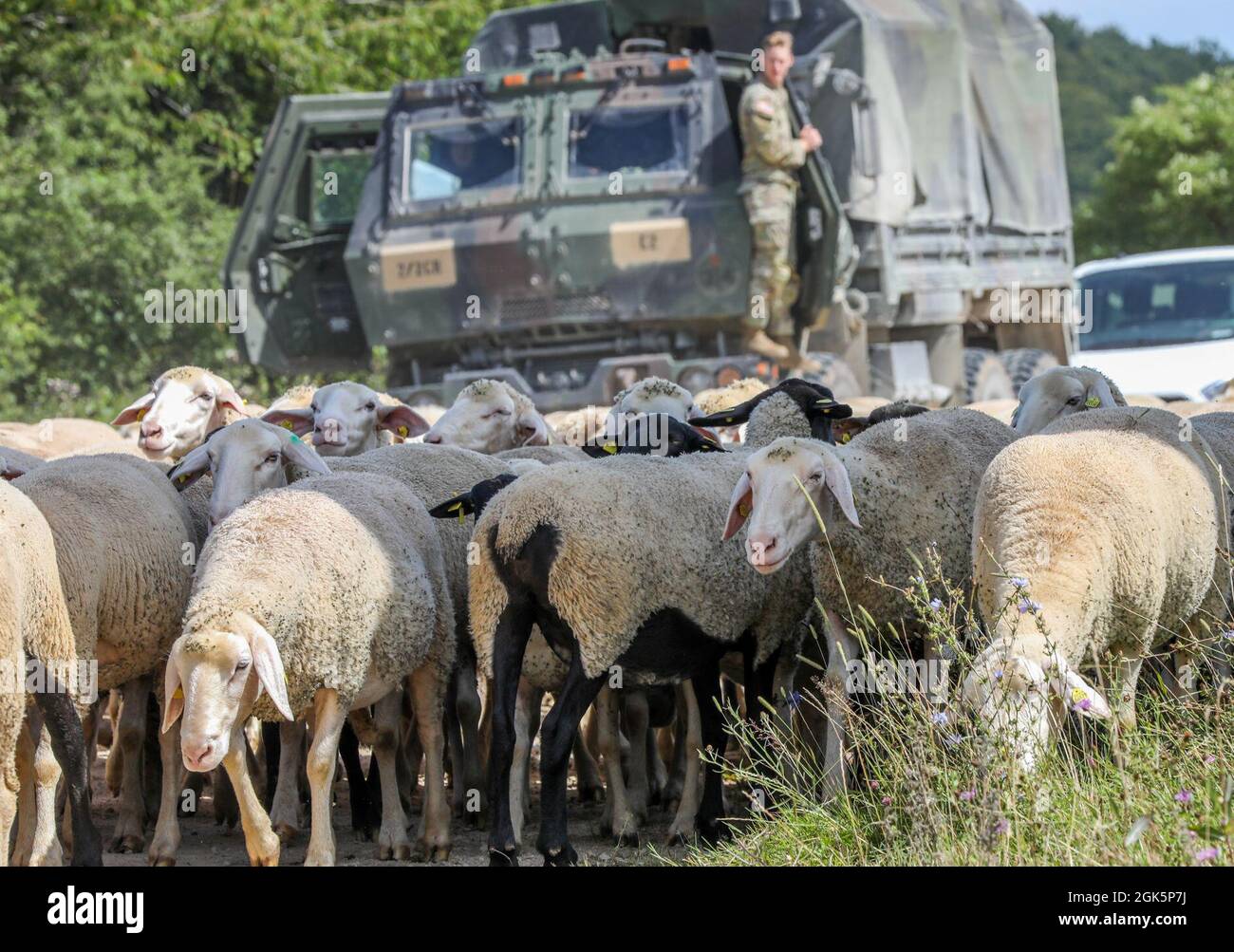 The European Best Sniper Team Competition took a short break during the range estimation event so that a herd of sheep and goats could safely pass by, on Hohenfels Training Area Germany, Aug. 10, 2021. The 2021 European Best Sniper Team Competition is a U.S. Army Europe and Africa-directed, 7th Army Training Command hosted contest of skill that includes 8 participating NATO allies and partner nations at 7th ATC’s Hohenfels Training Area, August 8-14. The European Best Sniper Team Competition is designed to improve professionalism and enhance esprit de corps. Stock Photo