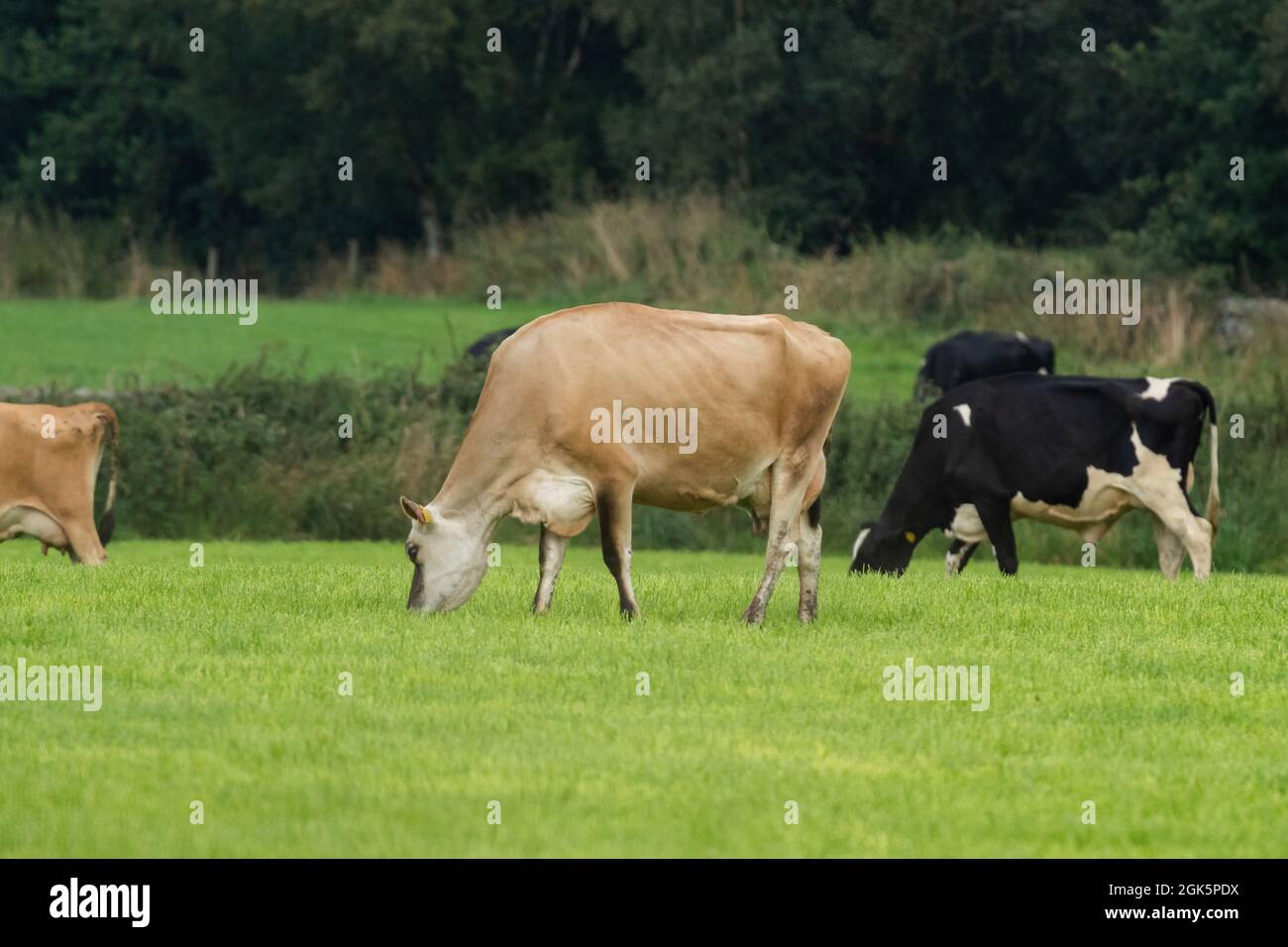 A Jersey cow in a grazing field along with Holstein Friesian cows. The cow is wearing a collar for identification. Stock Photo