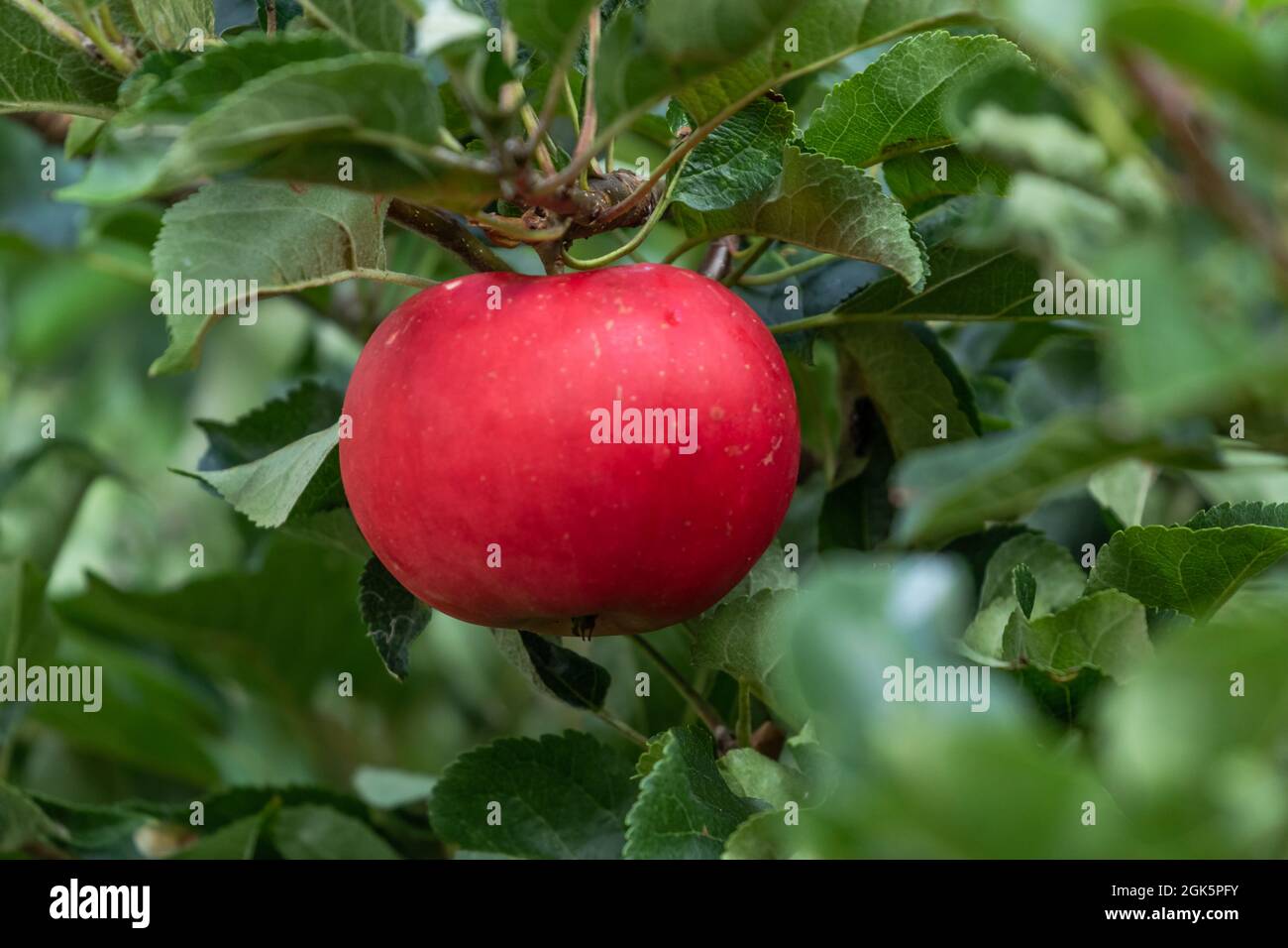 A red English discovery apple on a tree. Stock Photo