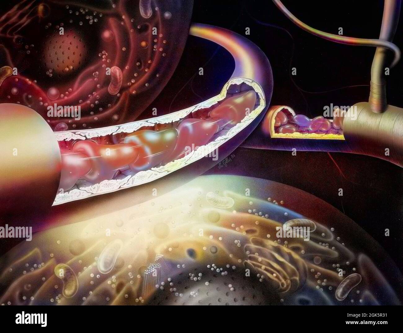 Blood capillaries lead blood from the arterioles to the venules Stock Photo Alamy