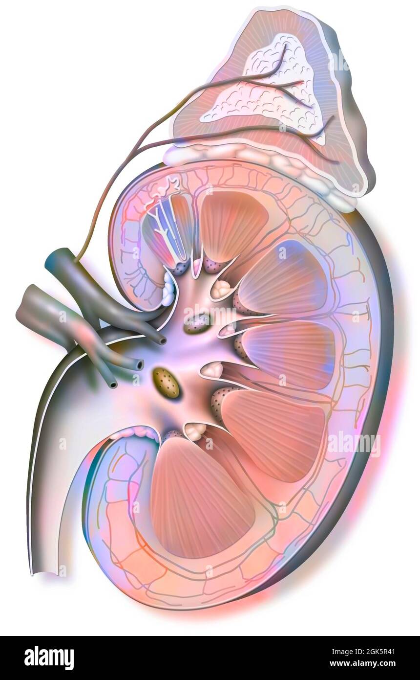 Left kidney (capped with its adrenal gland) and ureter. Stock Photo