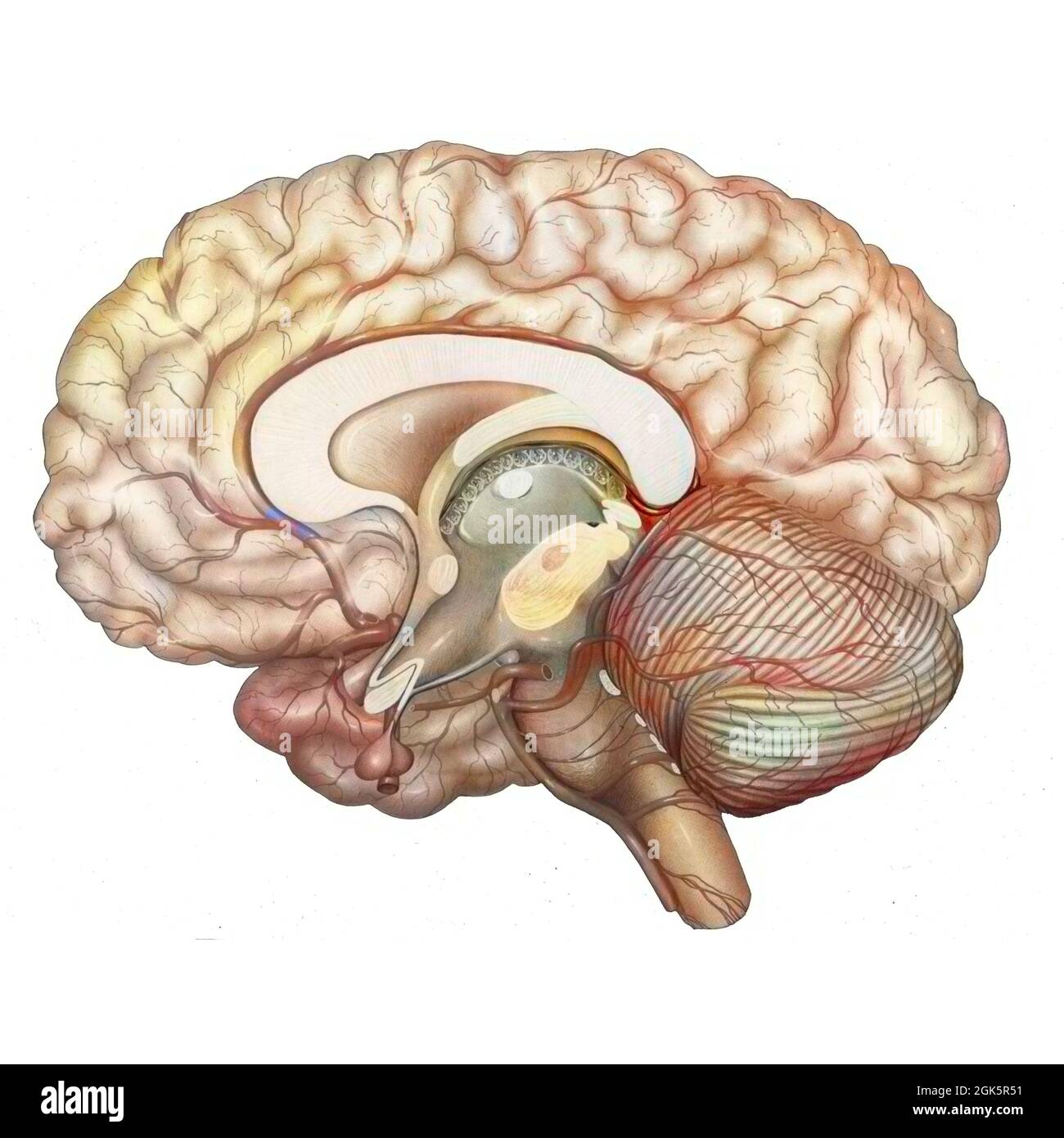 Anterior cerebral artery hi-res stock photography and images