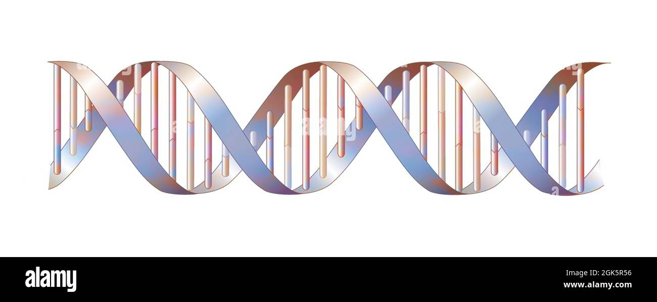DNA double helix structure with adenine, thymine, cytosine, guanine. Stock Photo