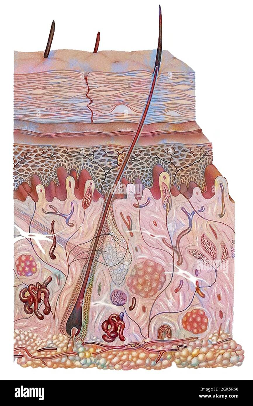Section of skin with epidermis, dermis, hypodermis and lipid layer