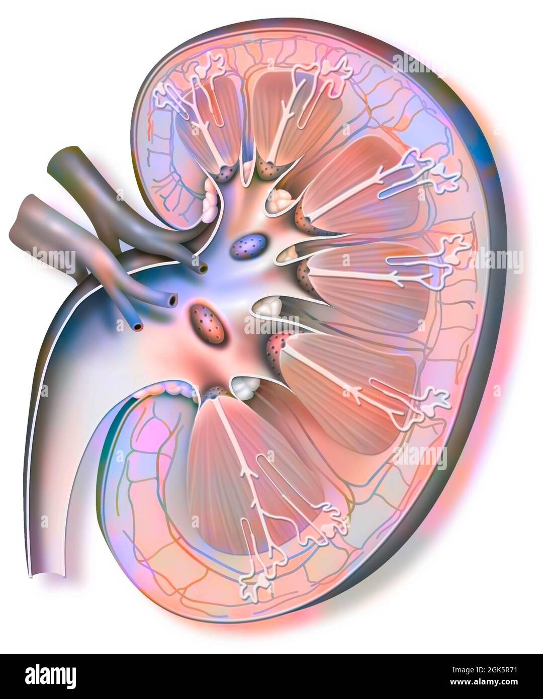 Human kidney anatomy adrenal gland hires stock photography and images