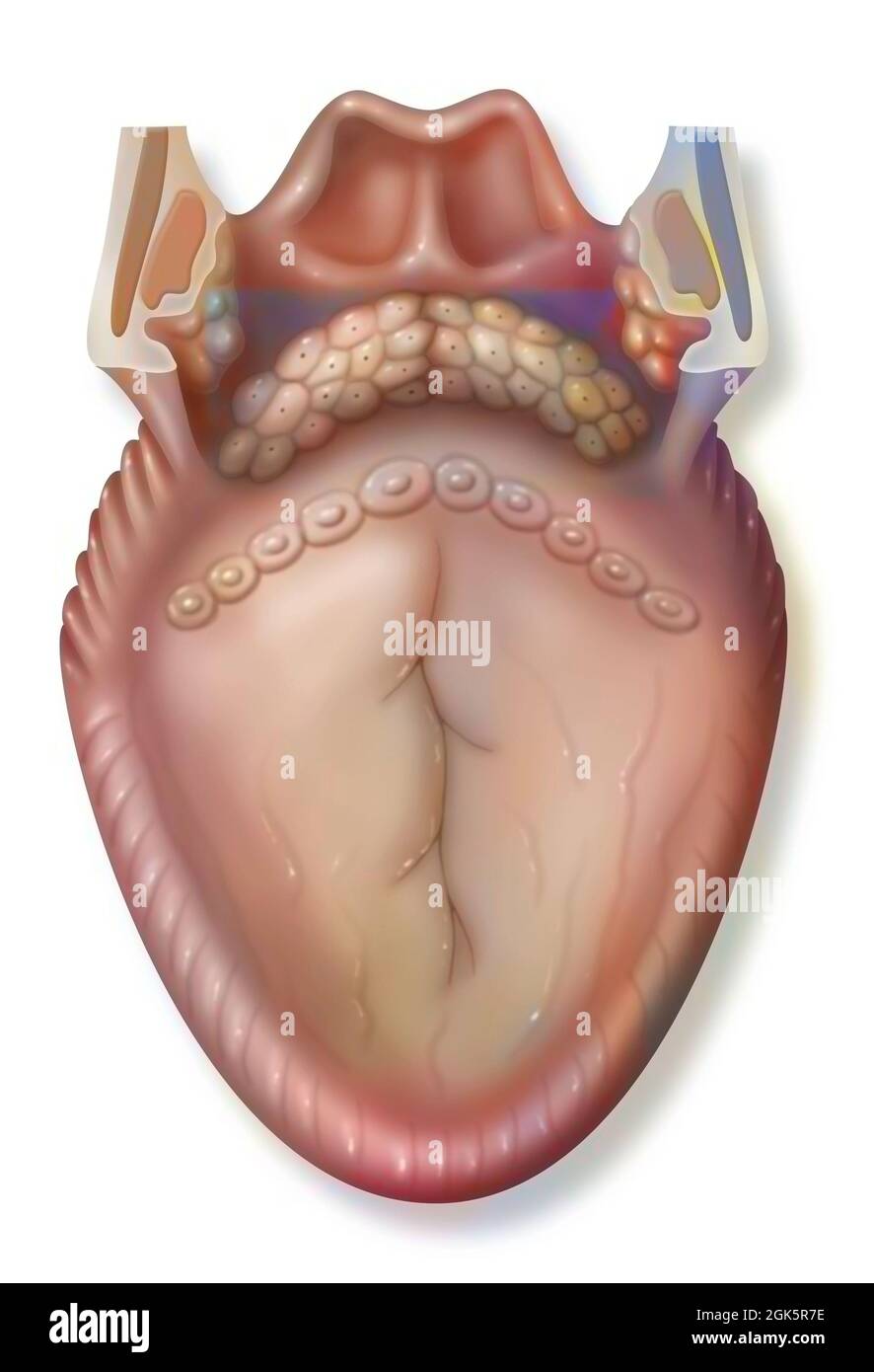 Anatomy of the tongue and posterior structures (pharyngeal): goblet papillae. . Stock Photo