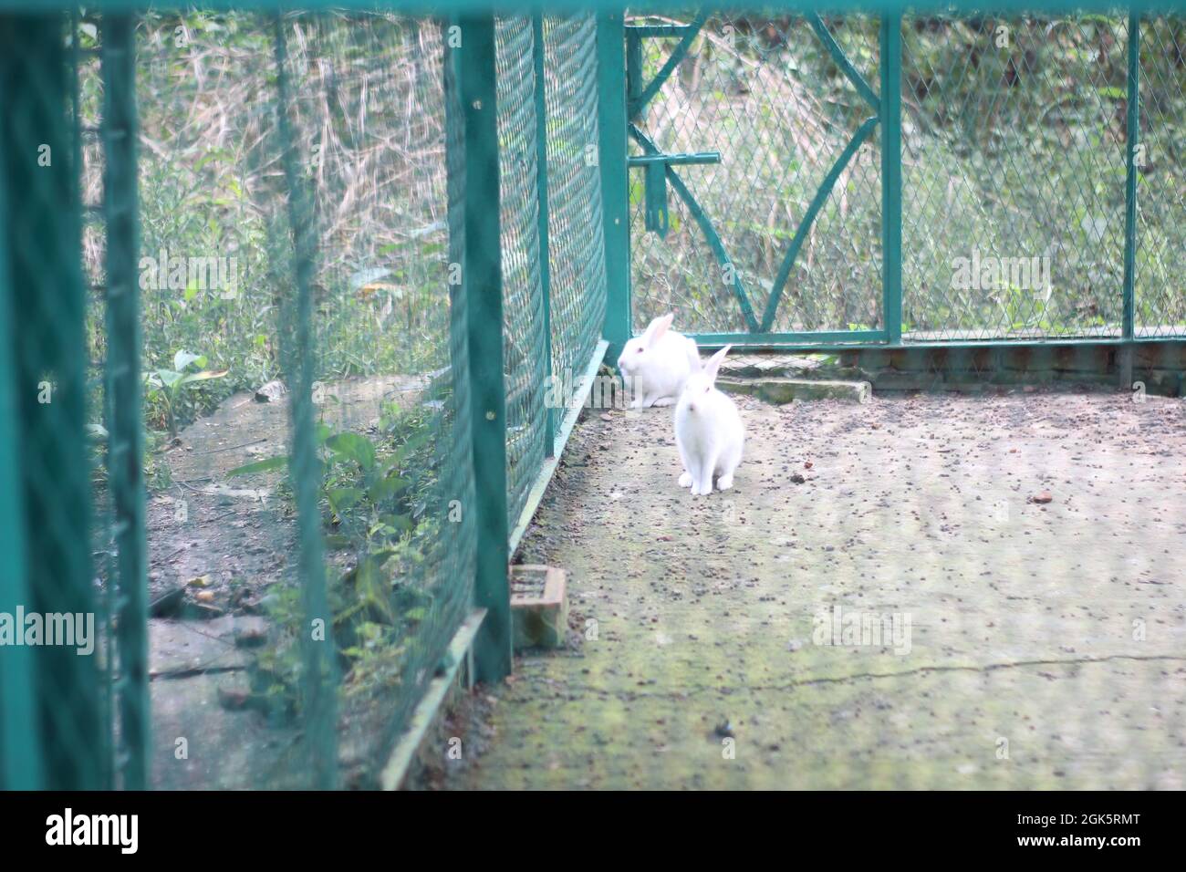 The beautiful rabbits in cage Stock Photo - Alamy