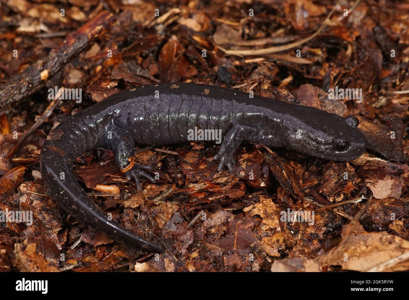 Closeup on a juvenile dark streamtype salamander, Hynobius hirosei Stock Photo