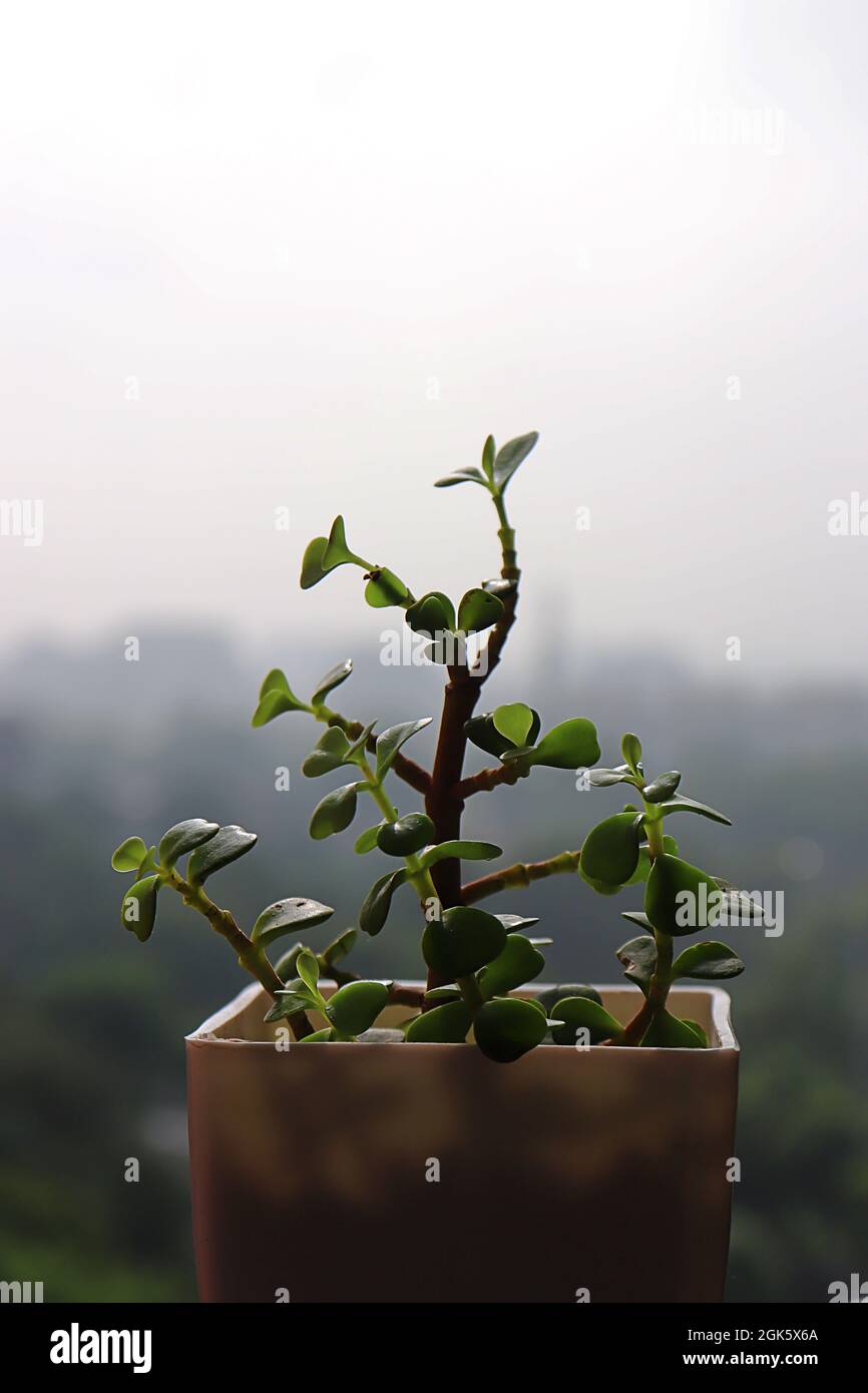 Jade plant feng shui hires stock photography and images Alamy