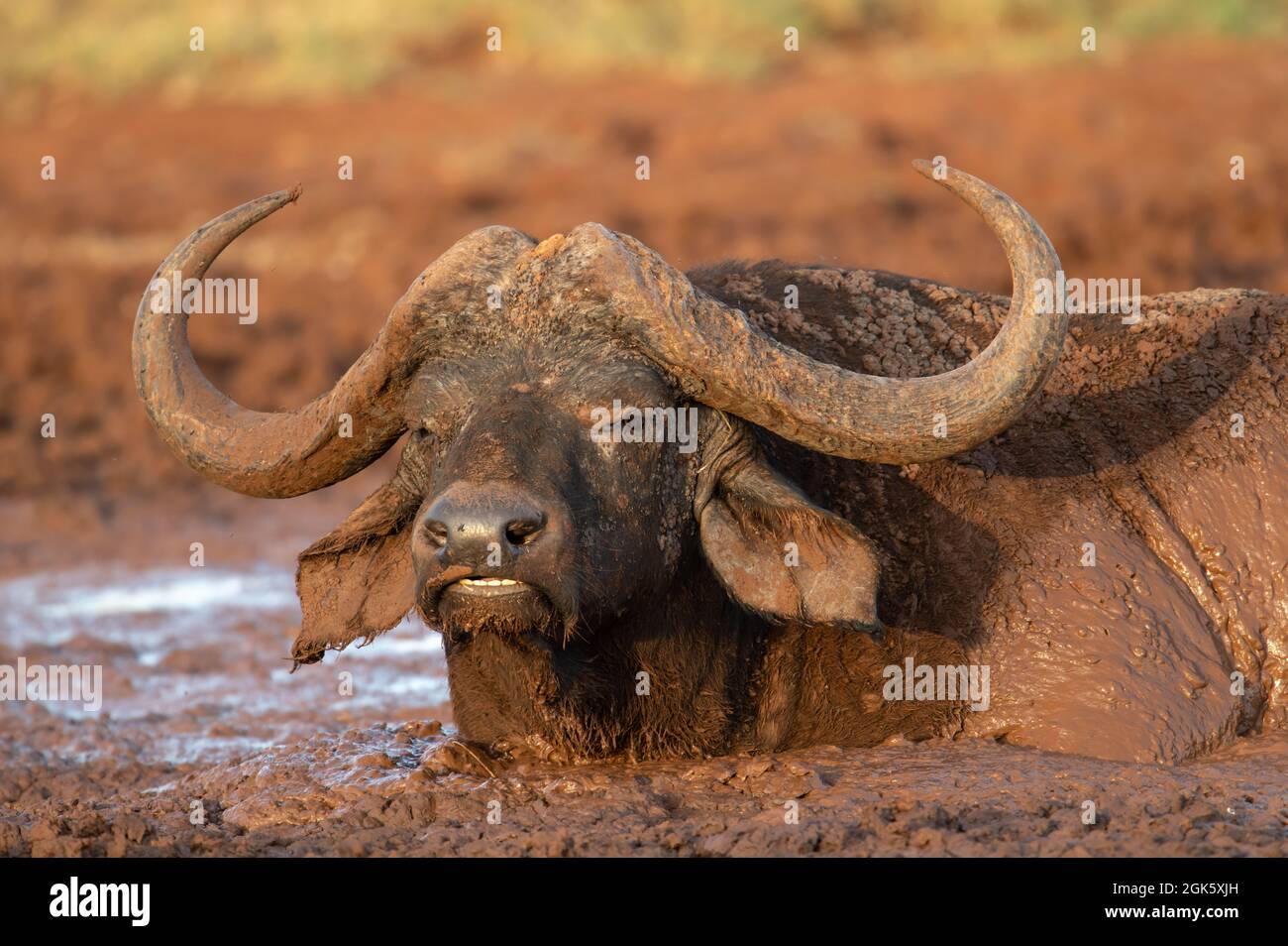 Cooling off in mud hi-res stock photography and images - Alamy