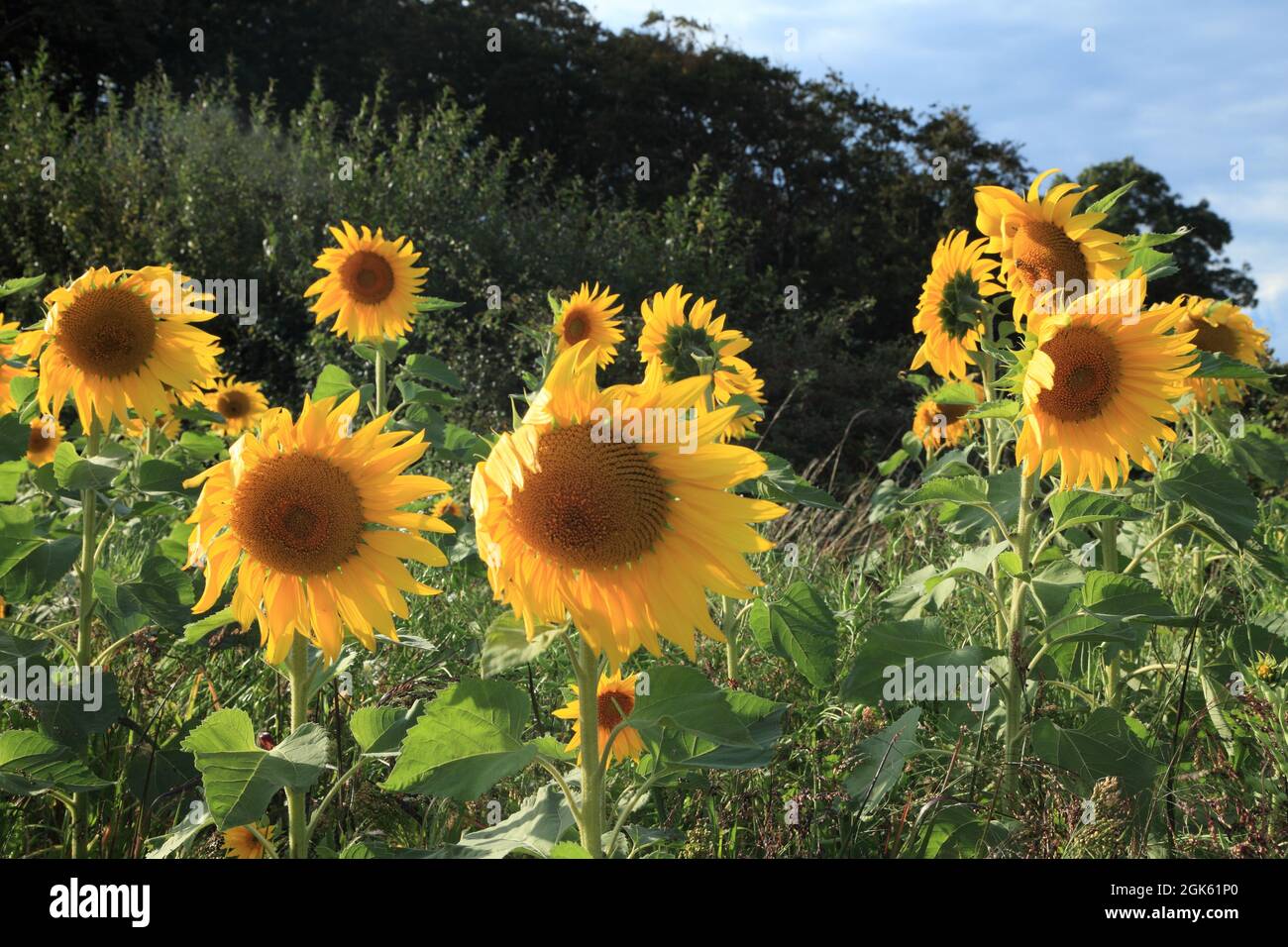 Sunflowers, Helianthus annuus, in drift, edge of agricultural field, Norfolk, England Stock Photo