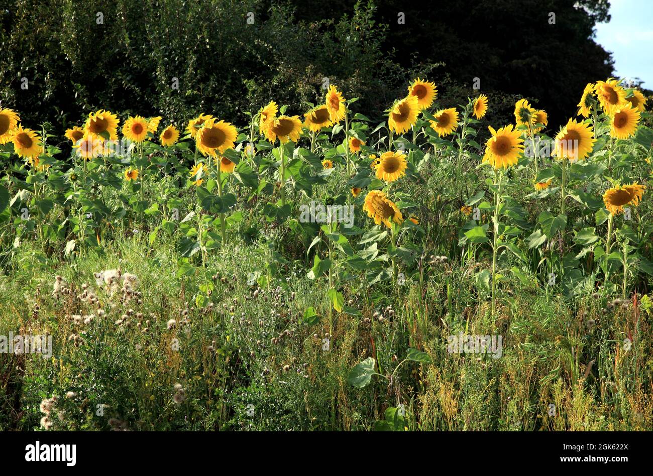 Helianthus annuus, Sunflowers, thistles, in drift, field Stock Photo