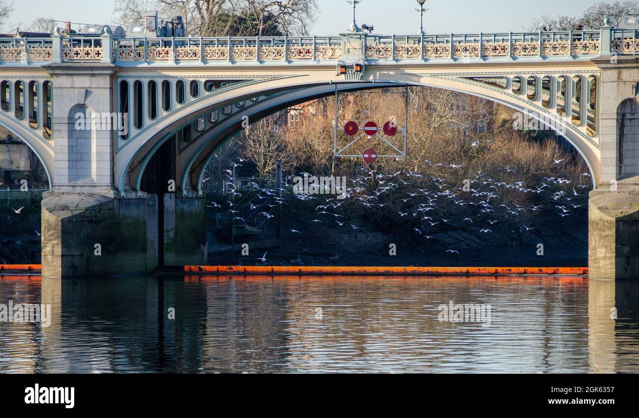Birds flocking flying visible through an arch in Richmond Lock with the games closed, stop signs in action for river traffic, England. Stock Photo