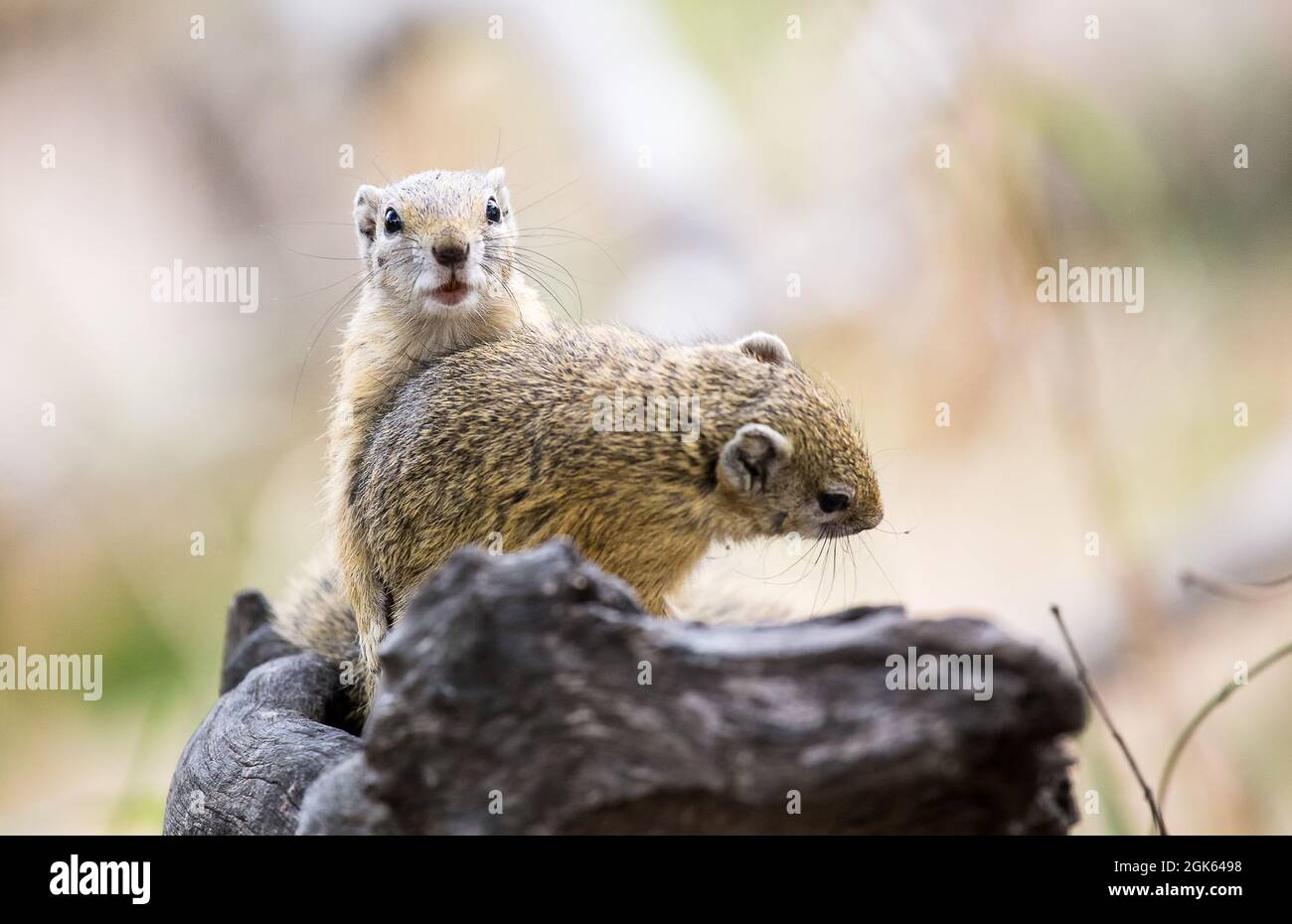 Mating Cape Ground Squirrels (Xerus inauris) in the Kruger National