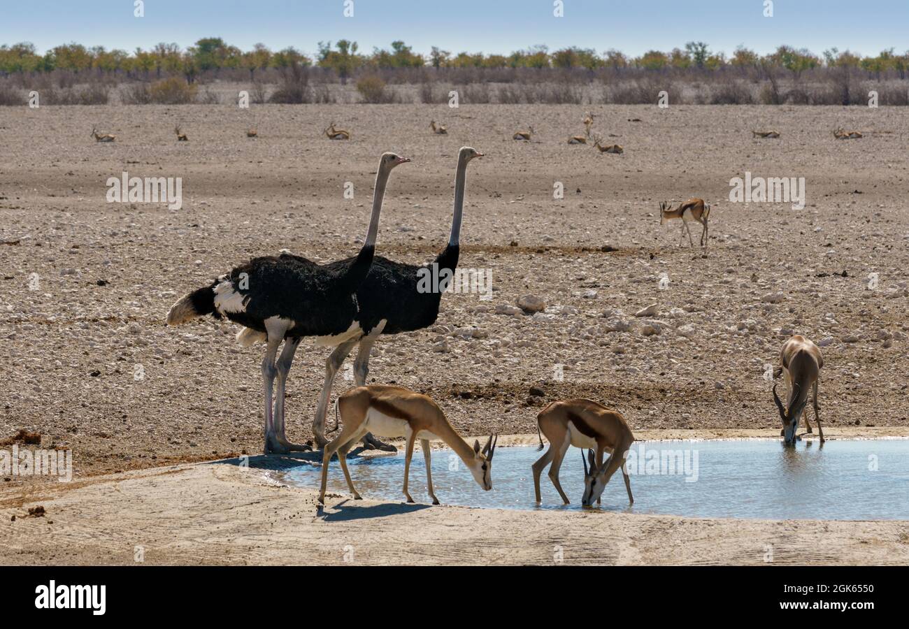 Africa waterhole hi-res stock photography and images - Alamy